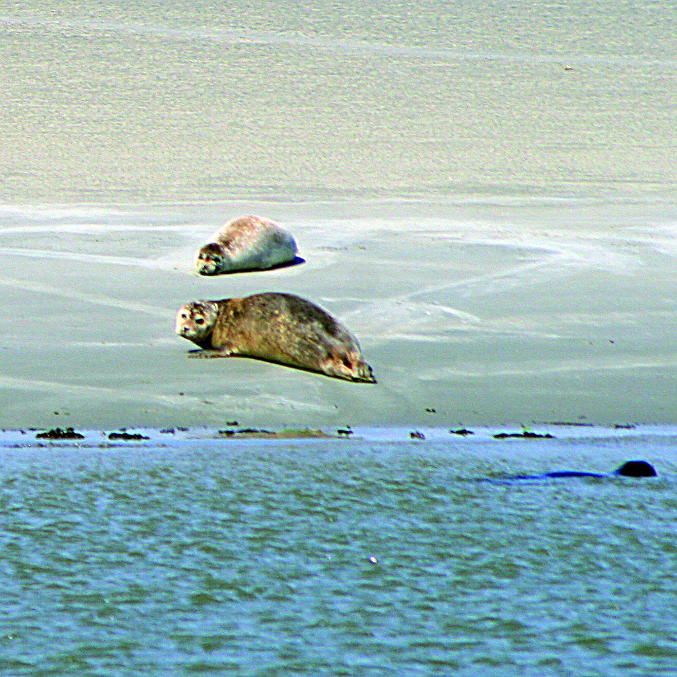 Seehunde auf der Sandbank